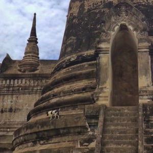 Étape 2 : Ayutthaya, ancienne capitale du royaume éponyme (aussi appelé Siam) et fondée vers 1350. On y dénombrait, vers 1700, près d'un million d'habitants. La ville fut détruite en 1767 par l'armée birmane et perdit alors son rôle au profit de la nouvelle capitale, Bangkok. .Avec moi qui explique à @mai_lv que les temples sont beaux et que les pierres ne datent pas d'hier, d'un air très concerné. 🥸.#thailand #ayutthaya #thai #temple